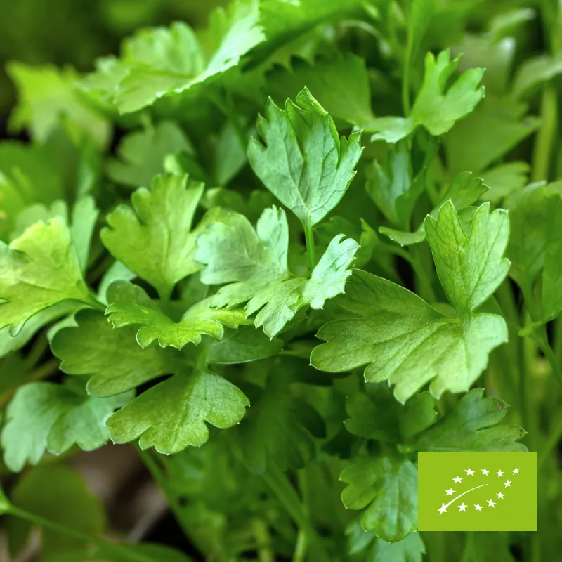 Natka pietruszki EKO pęczek