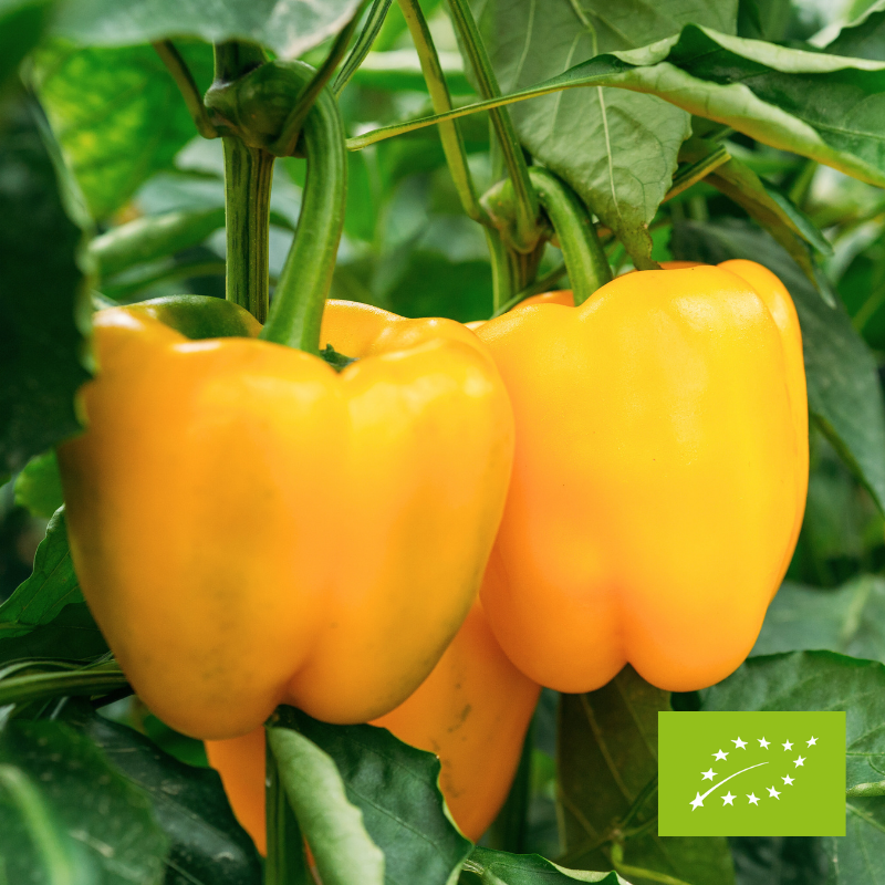 Papryka żółta EKO ok. 500 g
