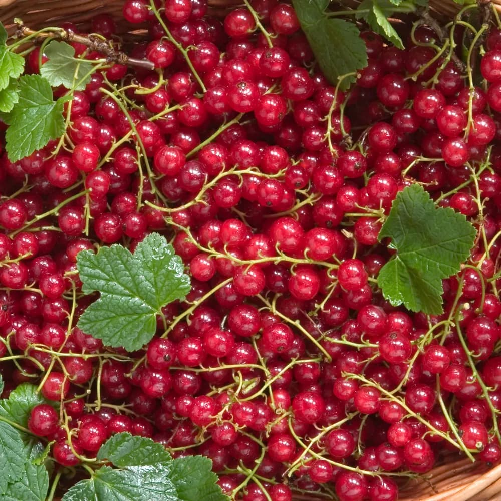 Porzeczka czerwona EKO 250 g