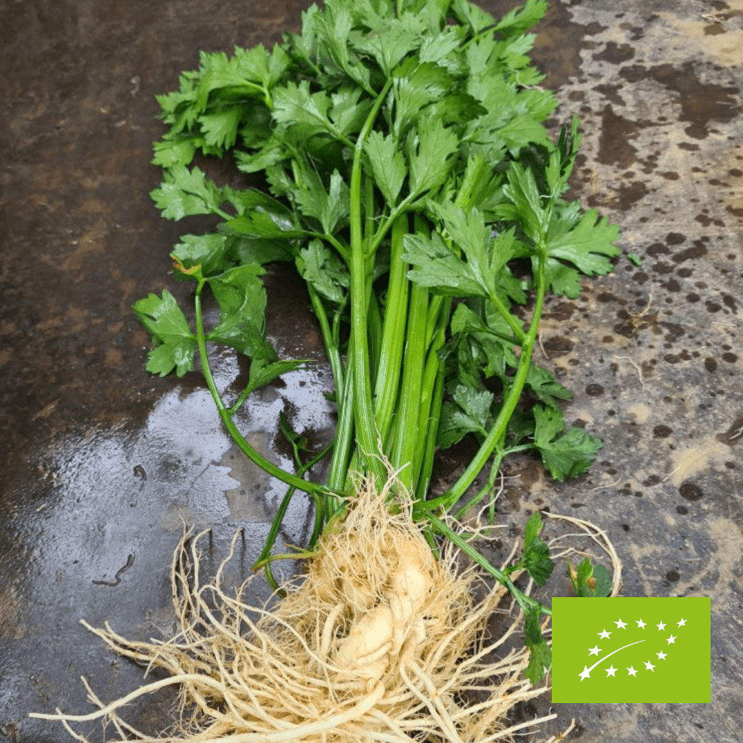 Młody seler EKO 1 szt.