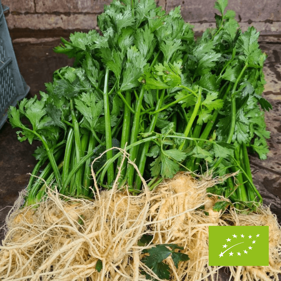 Młody seler EKO 10 szt.