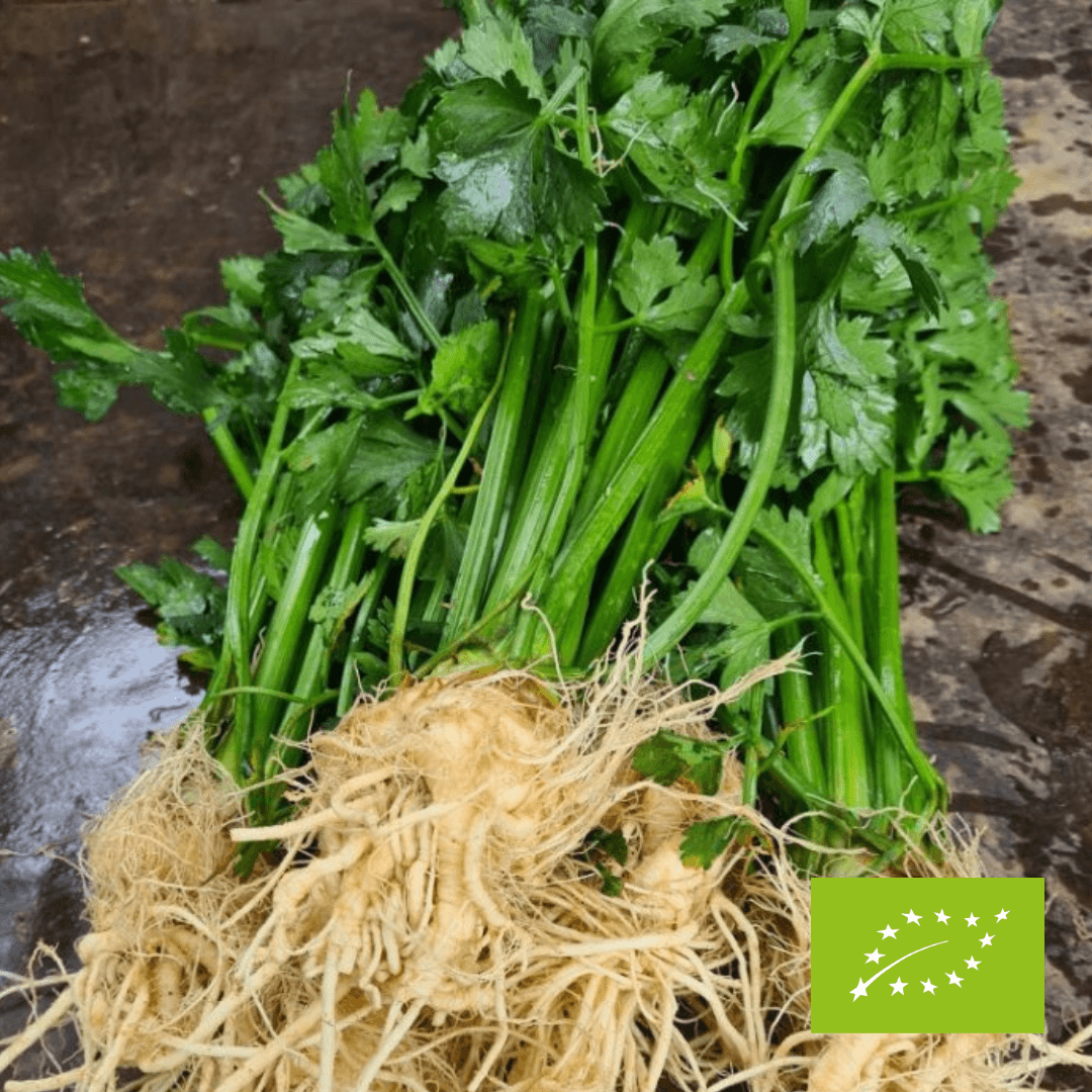 Młody seler EKO 5 szt.