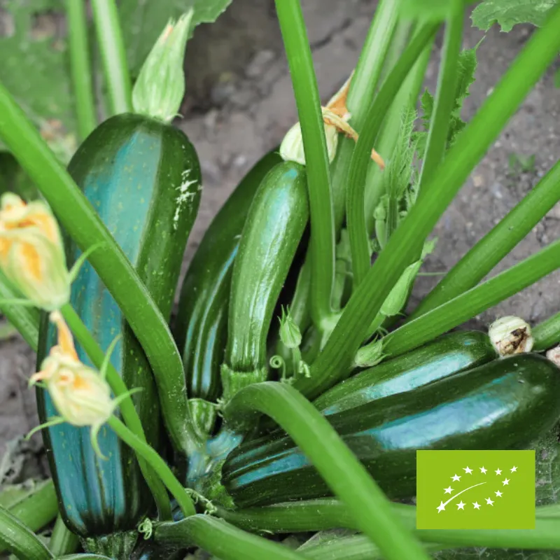 Cukinia EKO ok. 600 g