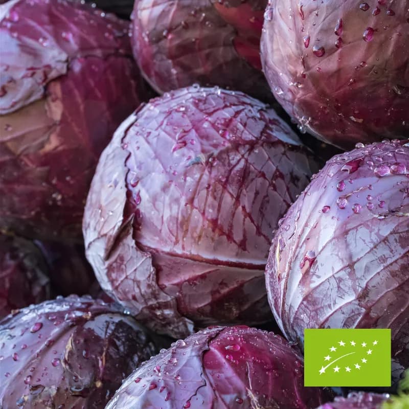 Kapusta czerwona EKO ok. 600 g (import)