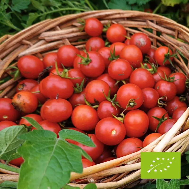 Pomidory Cherry na gałązce ok. 400 g