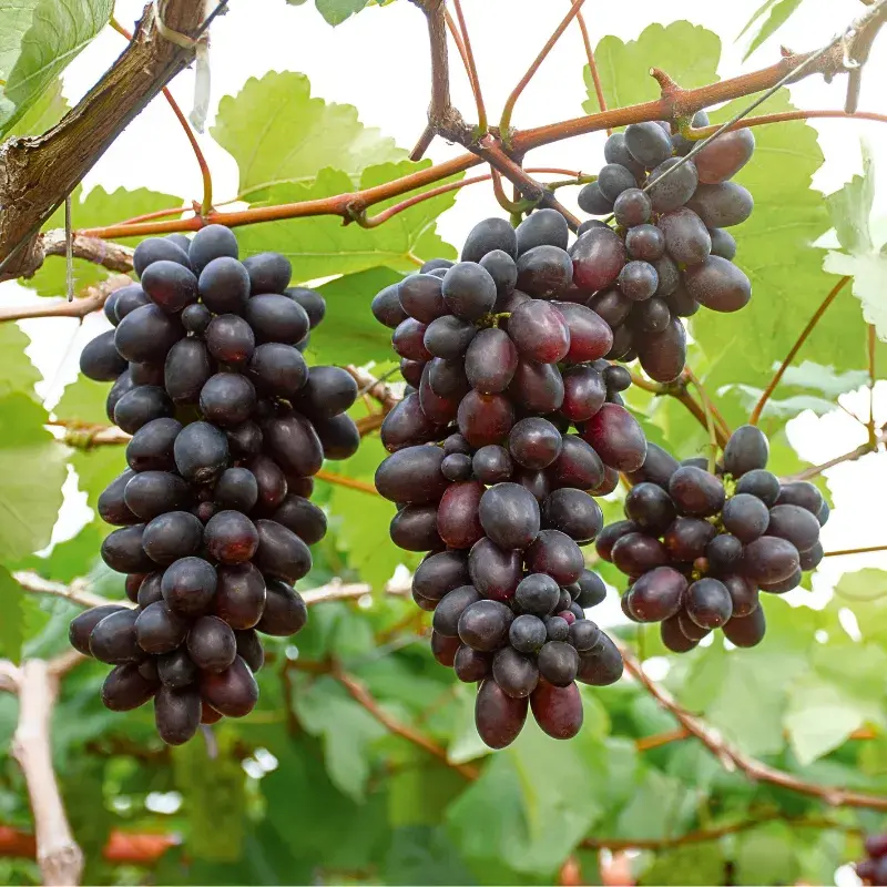 Winogrona czerwone EKO 500 g