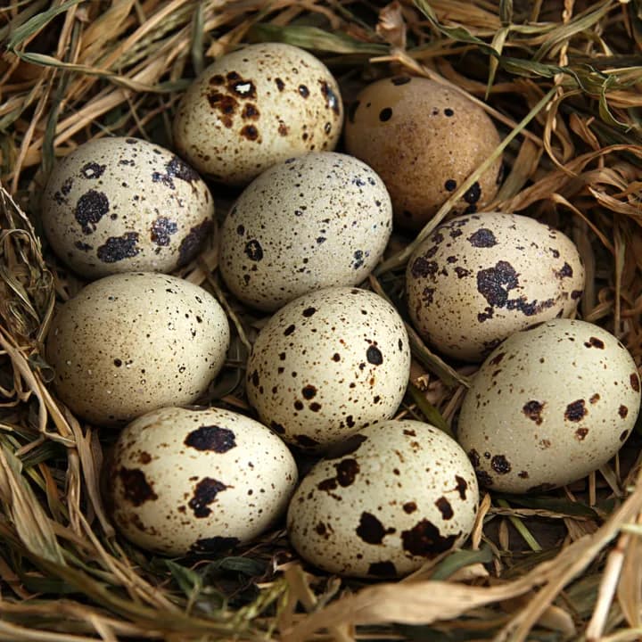 Jaja przepiórcze 18 szt.