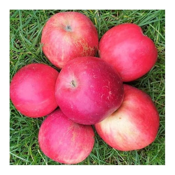 Jabłka Naidared EKO 2000 g