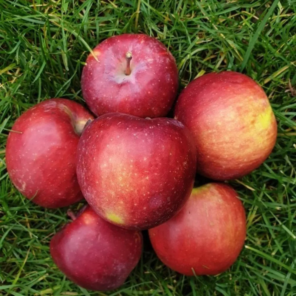 Jabłka Empire EKO 2000 g