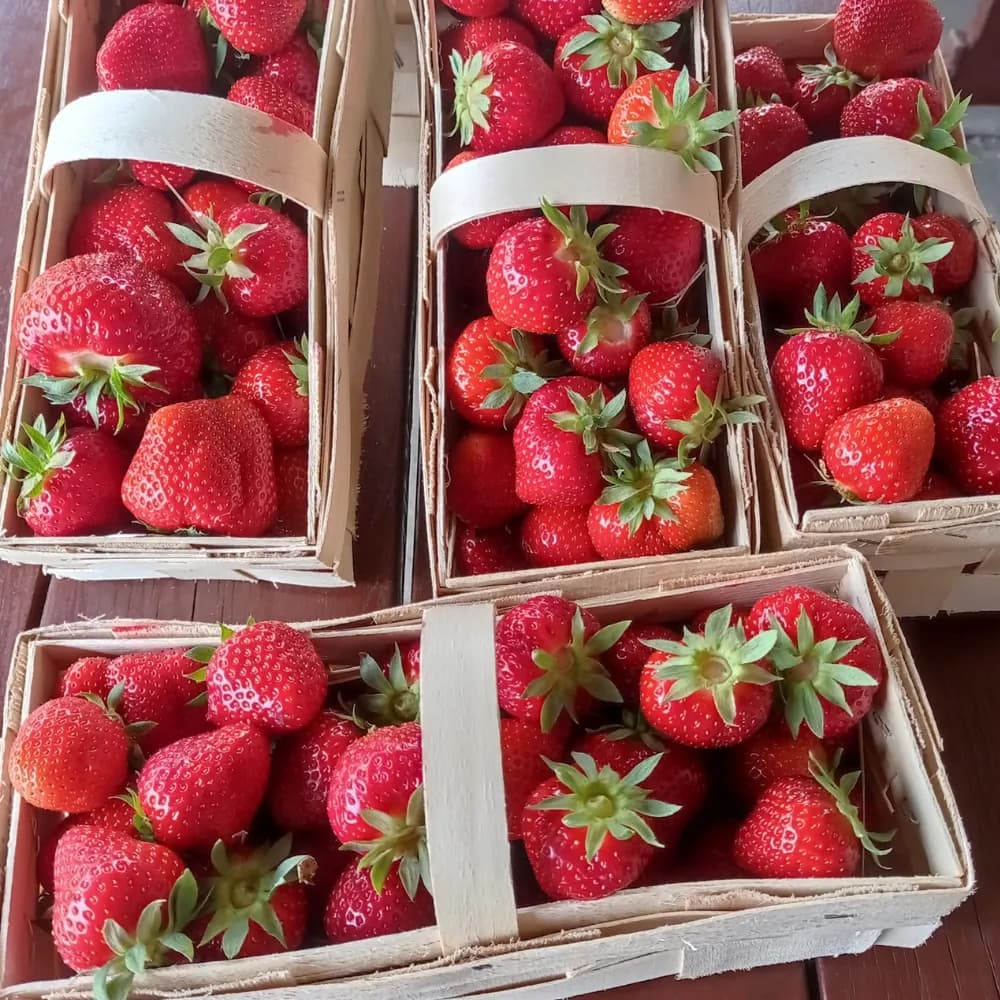 Truskawka polska EKO (nowalijki) - dostawa w środę tylko Warszawa i okolice 1000 g