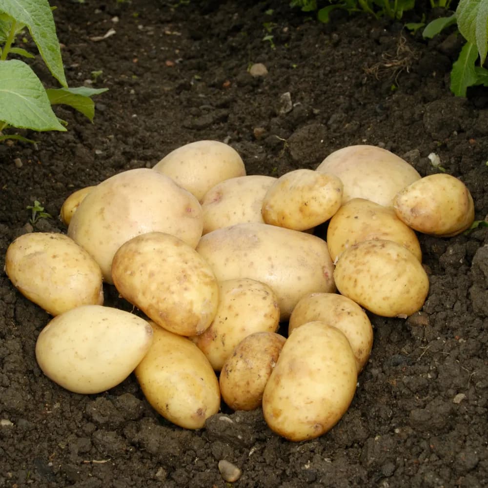 Ziemniaki młode Riviera EKO 1000 g