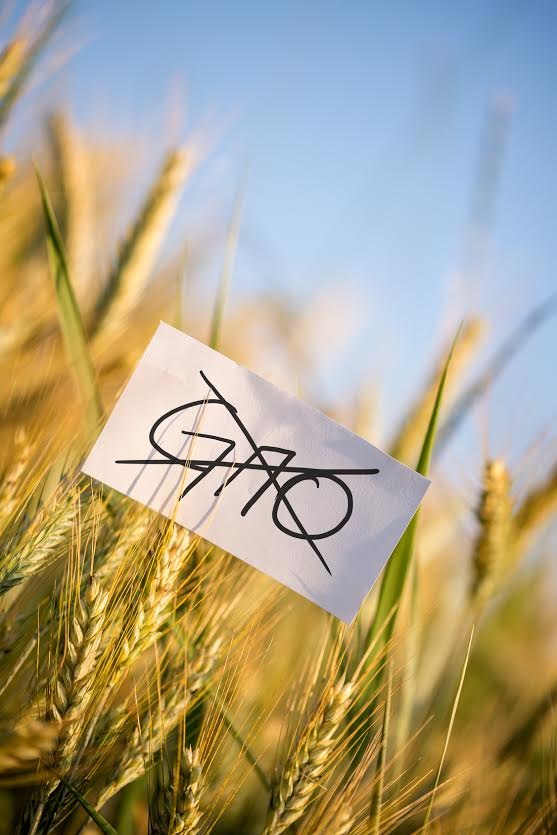 zboza gmo