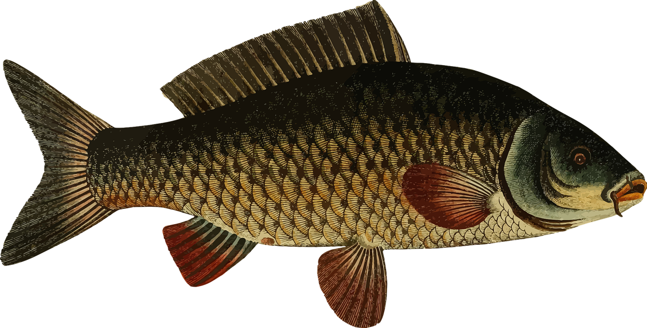 karp