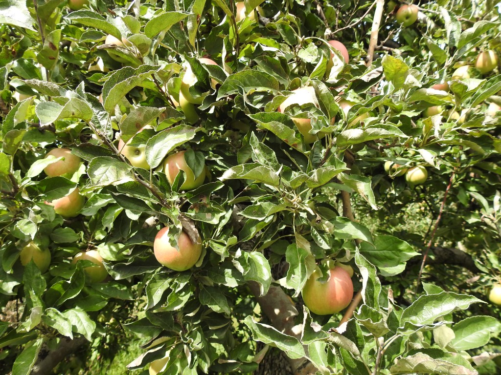ekojablonka