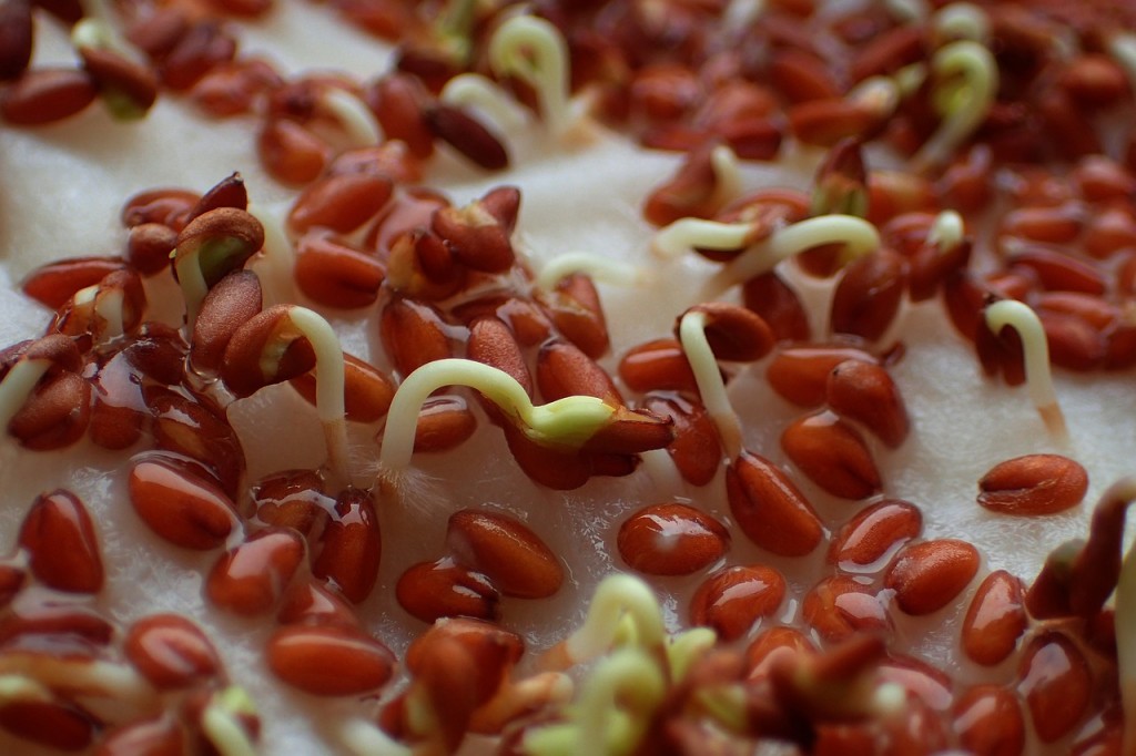 food-3040891_1280
