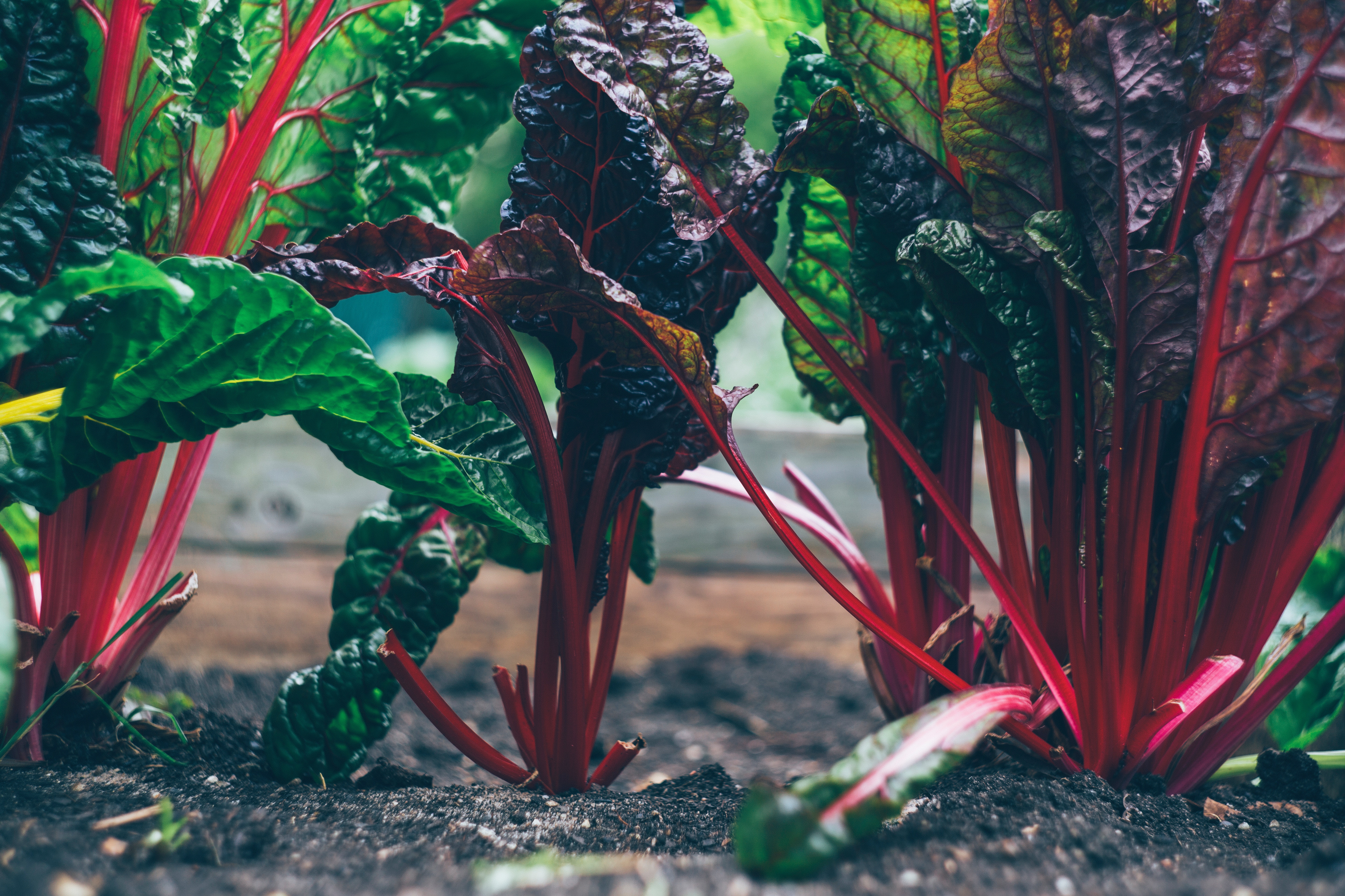 markus-spiske-406073-unsplash