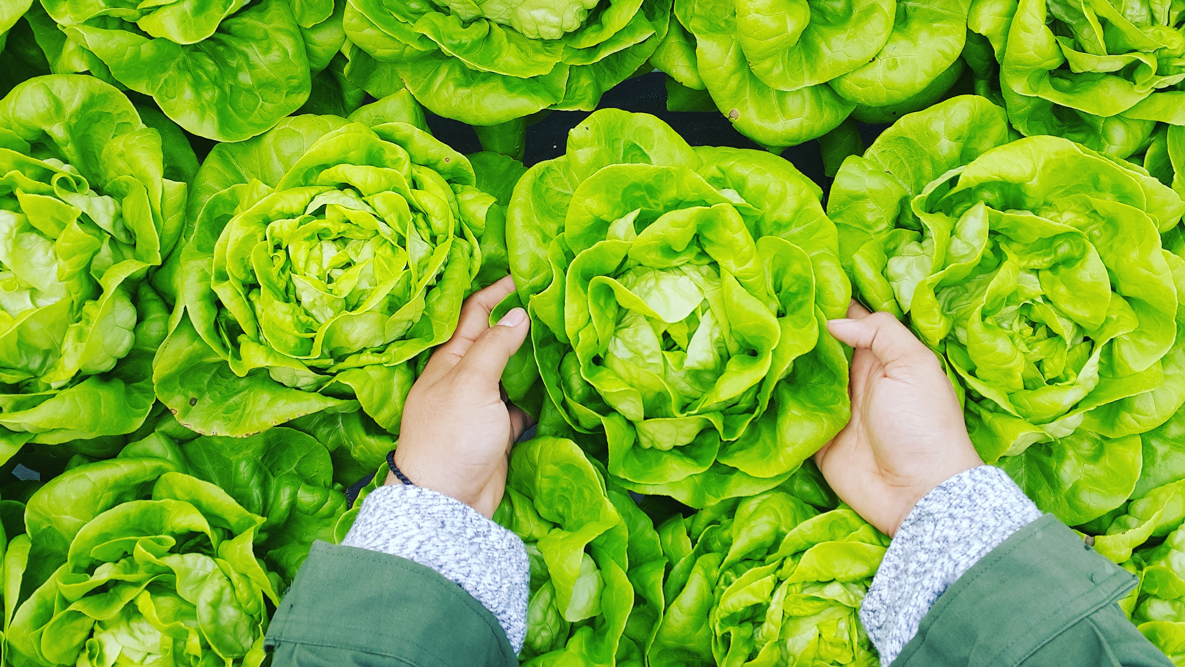 phuc-long-579304-unsplash