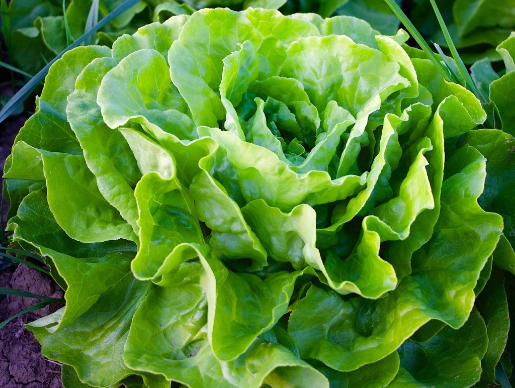 dieta sezonowa