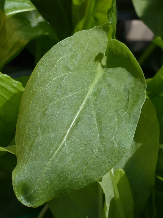 dieta sezonowa